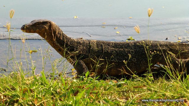 monitor lizard Lumphini Park Bangkok